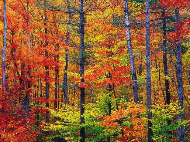 1280px-New_hampshire_colors